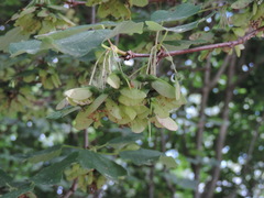 Acer opalus obtusatum