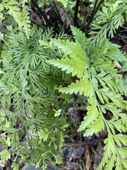 Asplenium × lucrosum