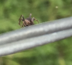 Araneidae
