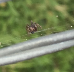 Araneidae