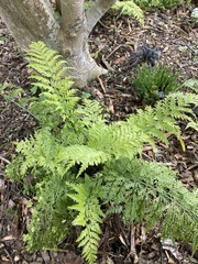 Asplenium × lucrosum