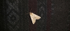 Agrotis subspinifera