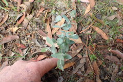 Eucalyptus gunnii