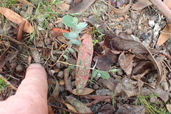 Eucalyptus gunnii