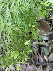 Asplenium × lucrosum