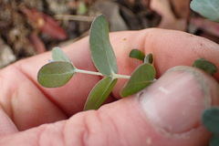 Eucalyptus gunnii