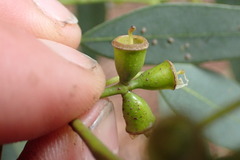Eucalyptus gunnii