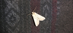 Agrotis subspinifera