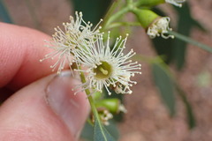 Eucalyptus gunnii