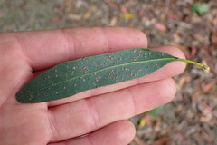 Eucalyptus gunnii