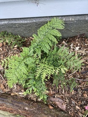 Asplenium × lucrosum