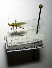 Stenodema trispinosum