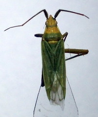 Stenodema trispinosum