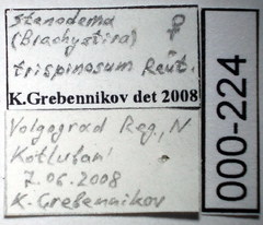 Stenodema trispinosum