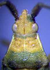 Stenodema trispinosum