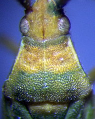Stenodema trispinosum
