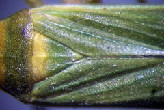 Stenodema trispinosum