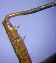 Stenodema trispinosum