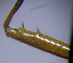 Stenodema trispinosum