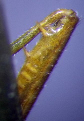 Stenodema trispinosum