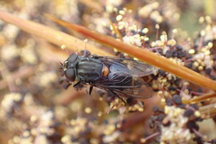 Helophilus hochstetteri