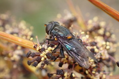 Helophilus hochstetteri