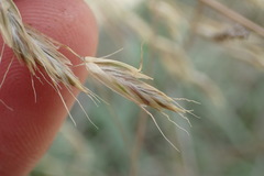 Chionochloa rigida rigida