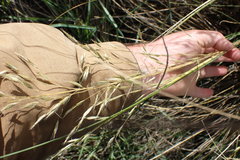 Chionochloa rigida rigida