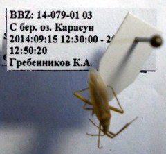 Stenodema trispinosum