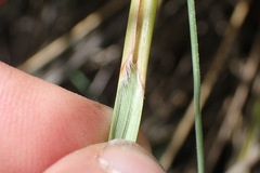 Chionochloa rigida rigida