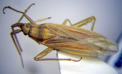 Stenodema trispinosum