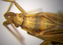 Stenodema trispinosum