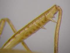 Stenodema trispinosum