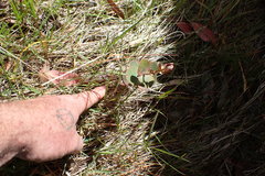Eucalyptus urnigera