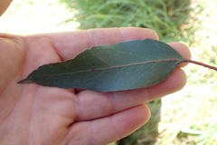 Eucalyptus urnigera