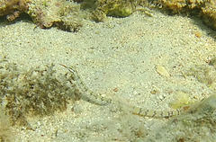 Corythoichthys flavofasciatus