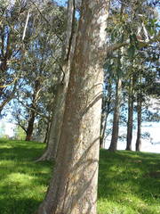 Eucalyptus urnigera