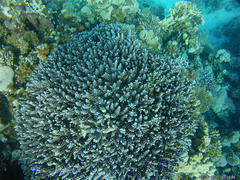 Acropora hemprichii