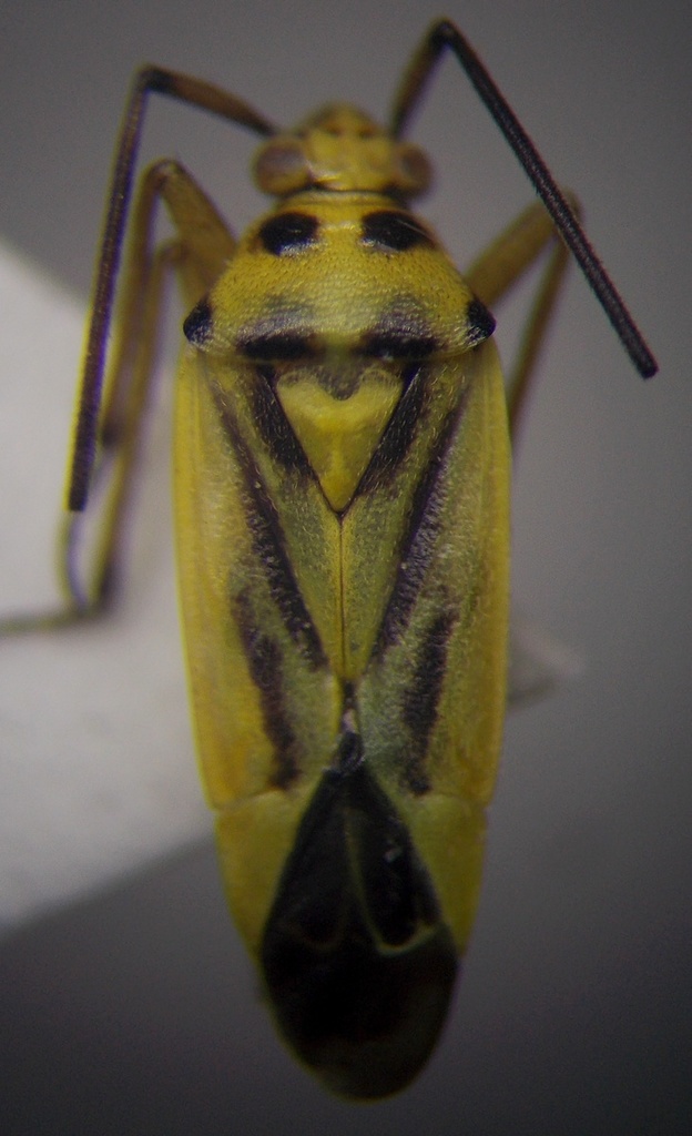 Stenotus tesquorum