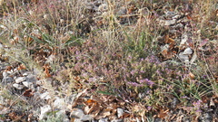 Thymus bashkiriensis