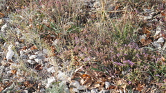 Thymus bashkiriensis