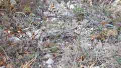 Thymus bashkiriensis