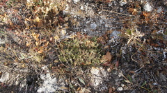 Thymus bashkiriensis