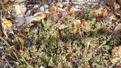 Thymus bashkiriensis