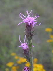 Liatris bracteata