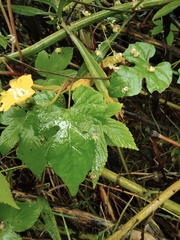 Merremia hederacea