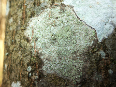 Buellia griseovirens