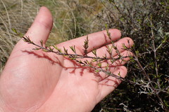 Coprosma elatirioides
