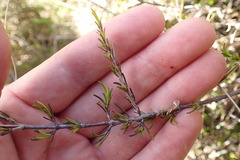 Coprosma elatirioides