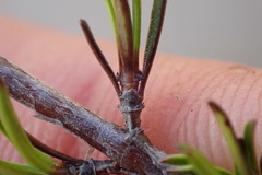 Coprosma elatirioides